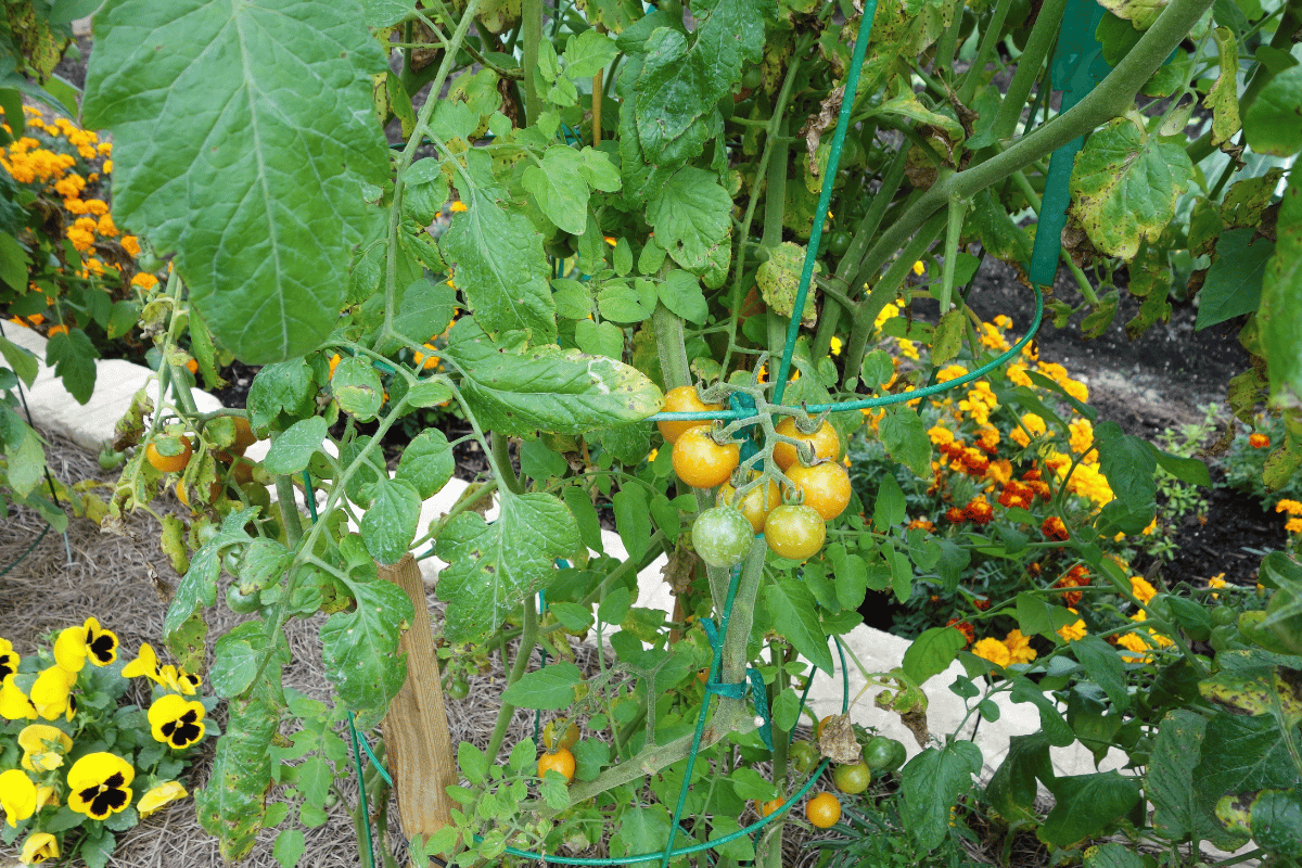 Tomatoes and marigolds companion planting in vegetable garden.png